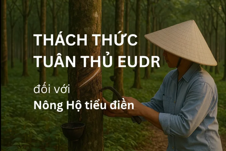 Nông hộ cao su tiểu điền tuân thủ EUDR