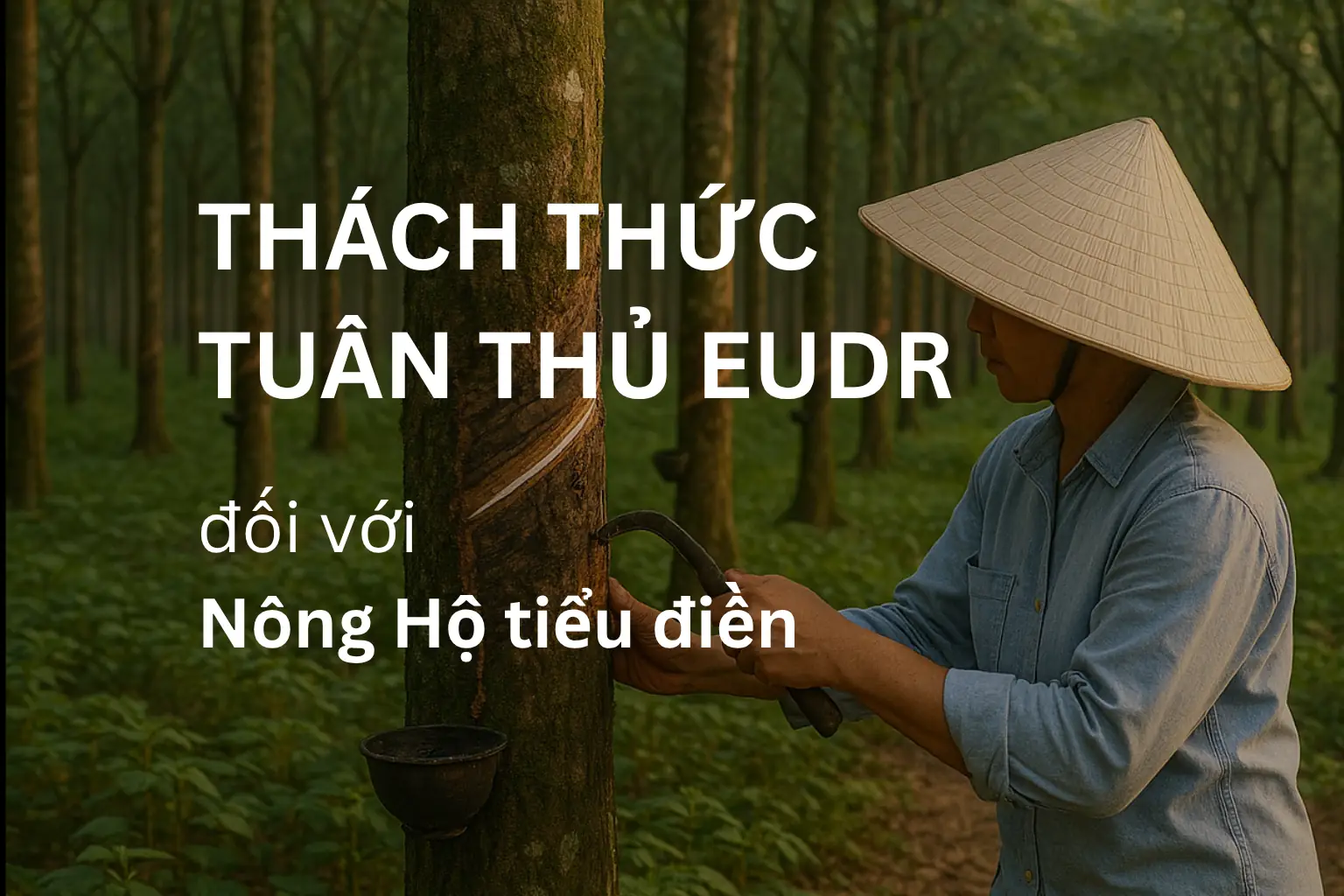 Nông hộ cao su tiểu điền tuân thủ EUDR